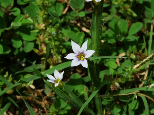{Sisyrinchium rosulatum}
